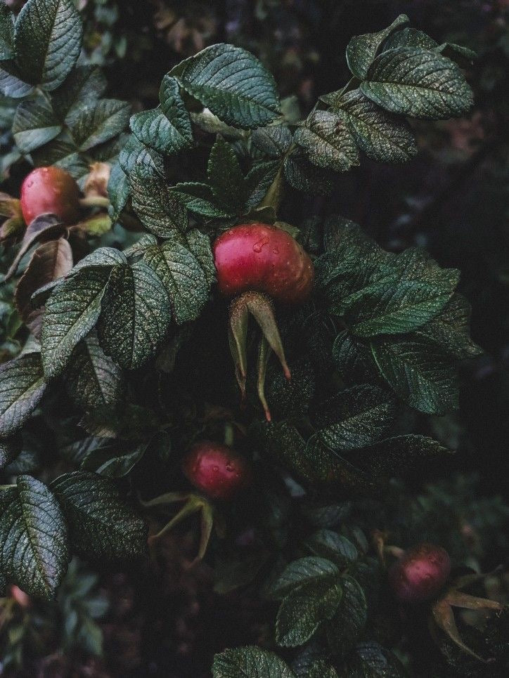 The Walled Garden Botanical Tea