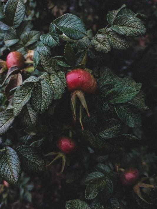 The Walled Garden Botanical Tea