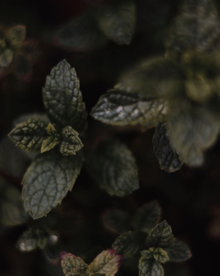 The Walled Garden Botanical Tea