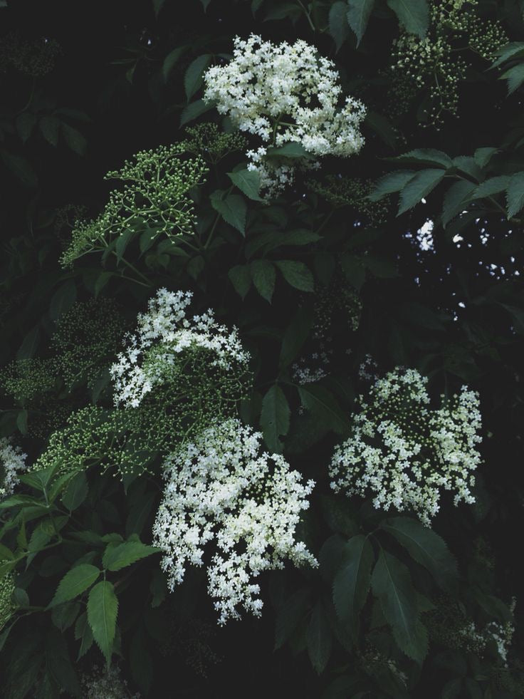 The Stillroom Botanical Tea