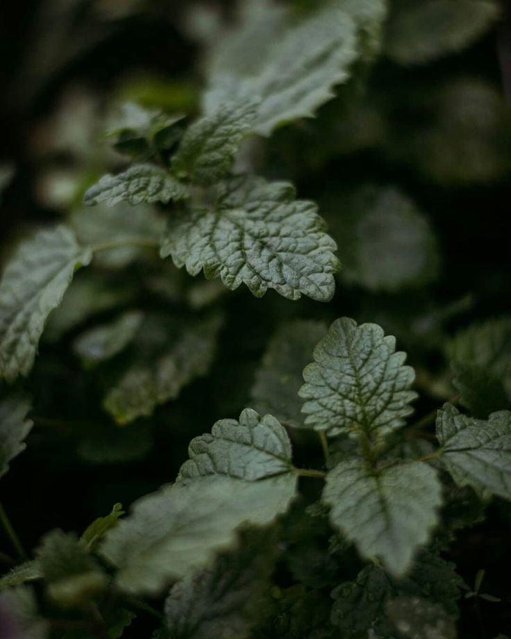 The Stillroom Botanical Tea