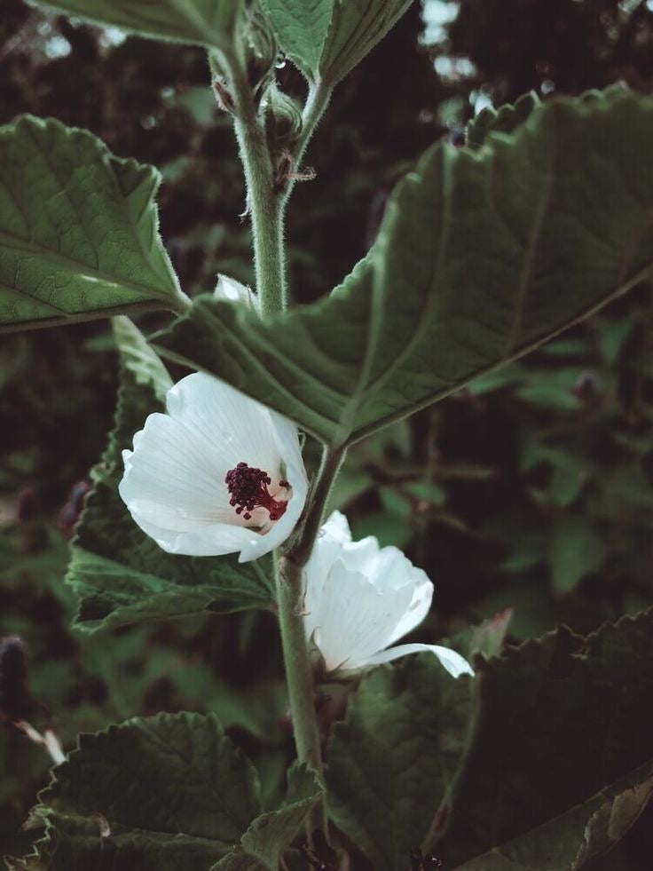 The Stillroom Botanical Tea