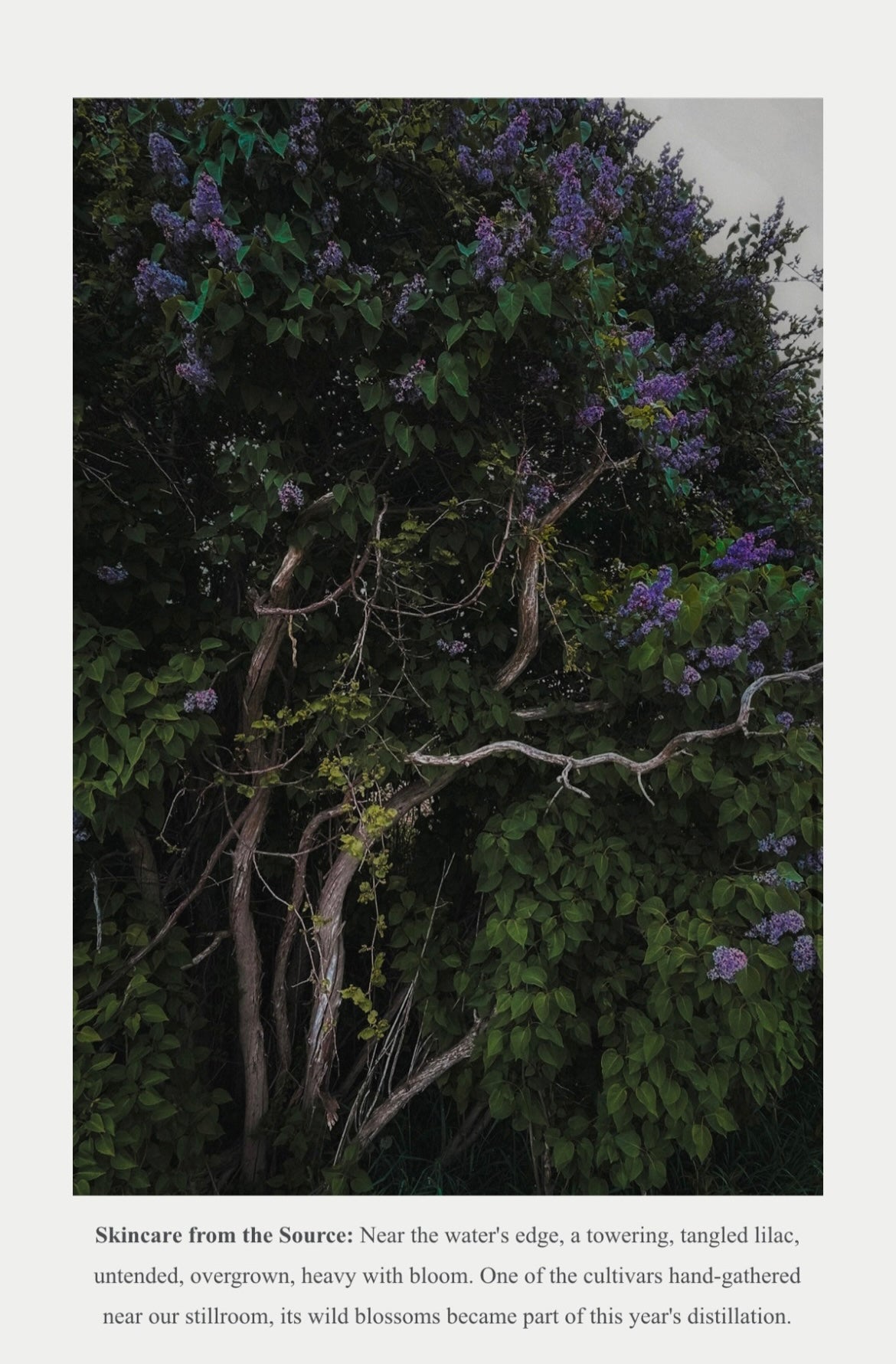 2026 Heirloom Lilac Nectar Artisanal Copper Essence