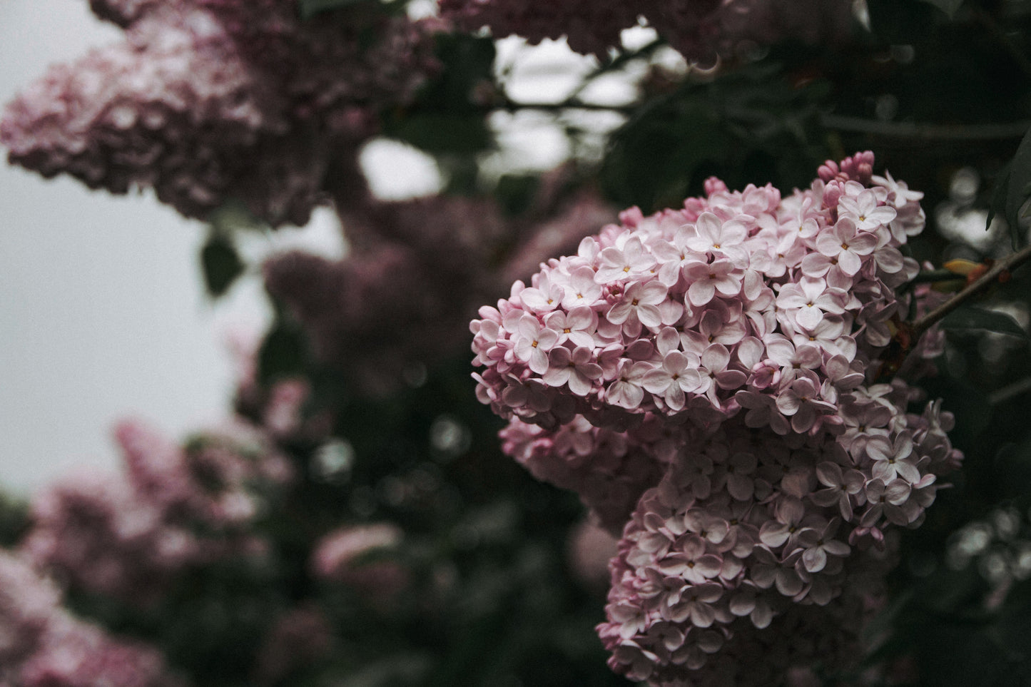 2026 Heirloom Lilac Nectar Artisanal Copper Essence